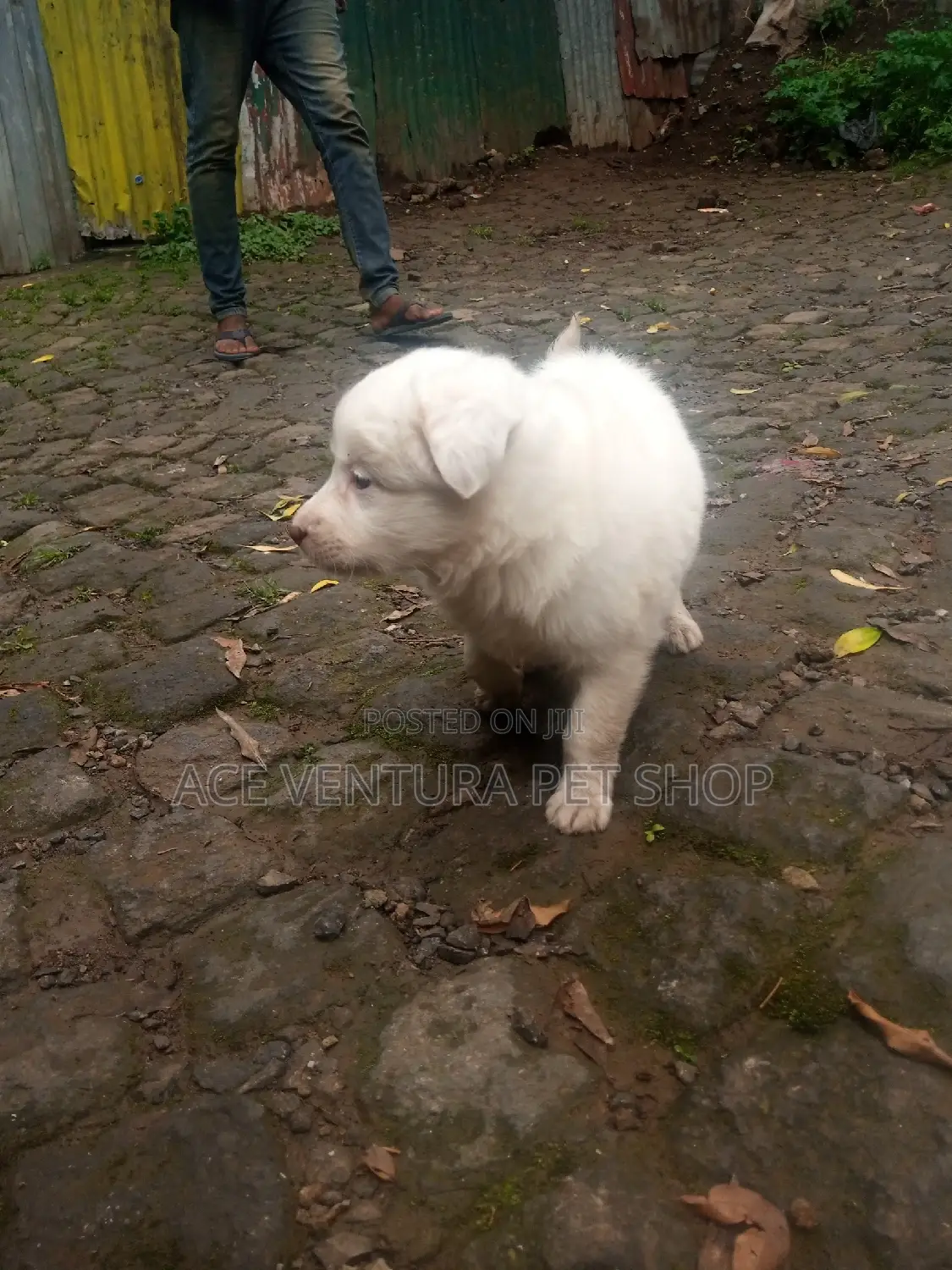 1-3 months Female Purebred Maltese