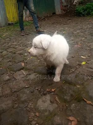 Photo - 1-3 months Female Purebred Maltese