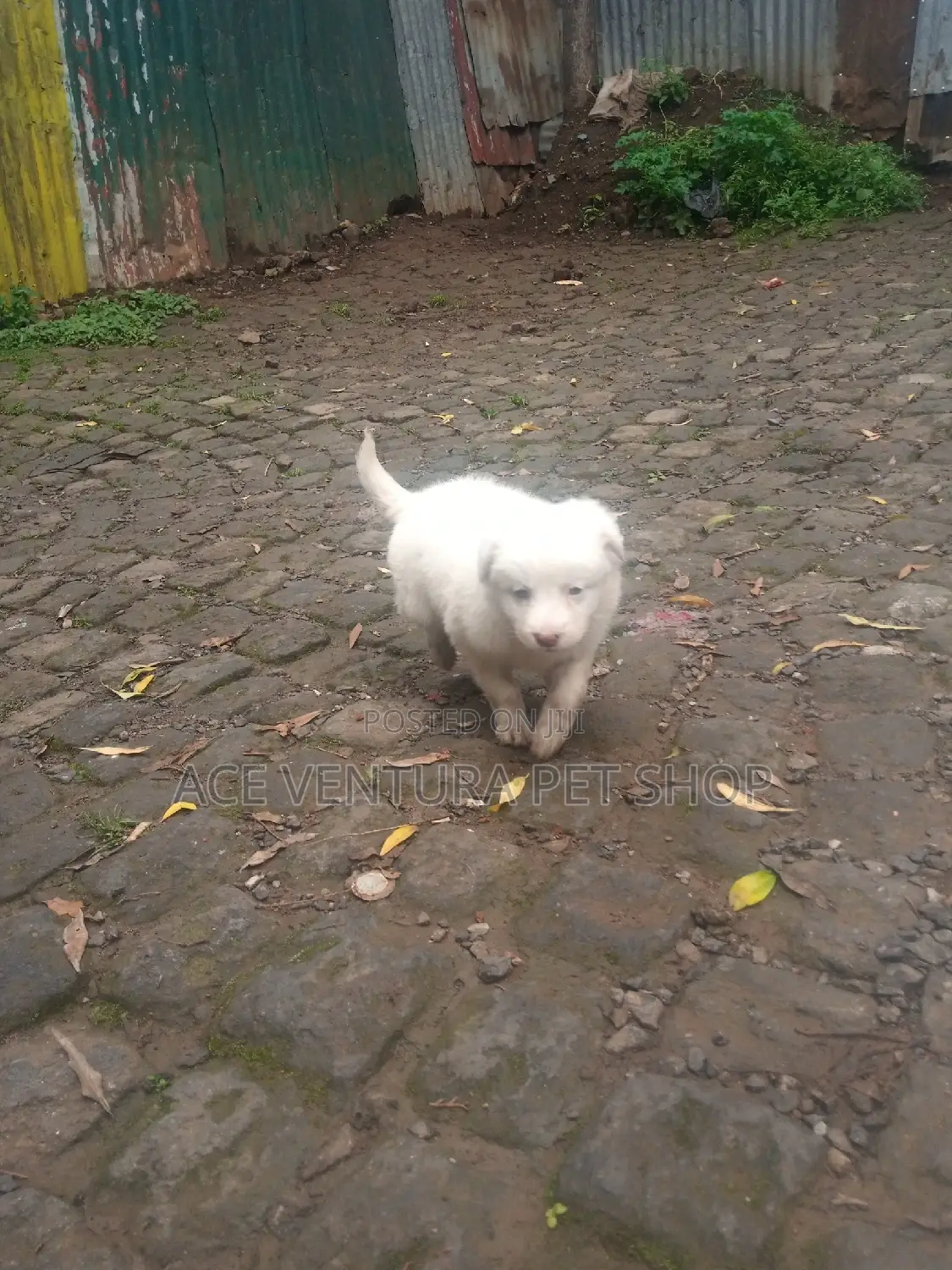 1-3 months Female Purebred Maltese