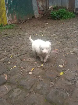 1-3 months Female Purebred Maltese