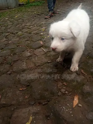 1-3 months Female Purebred Maltese