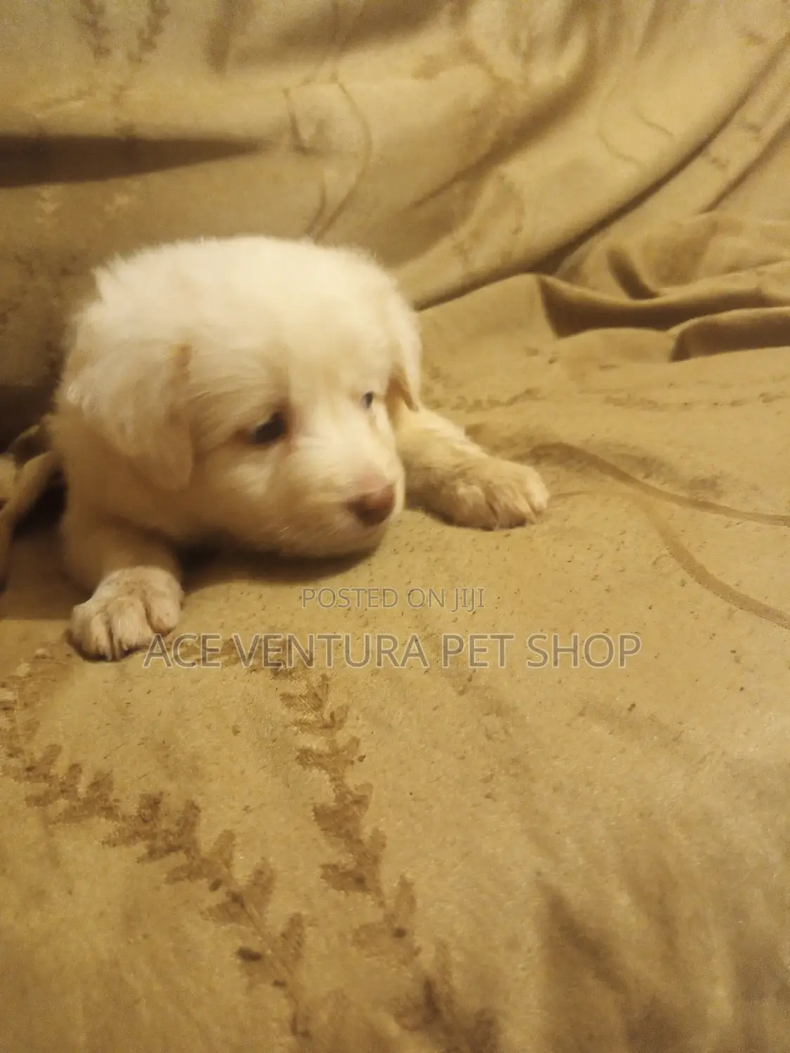 1-3 months Male Purebred Maltese