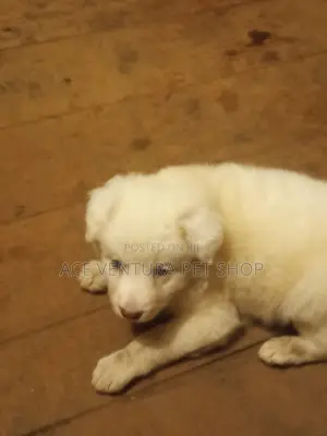 1-3 months Male Purebred Maltese