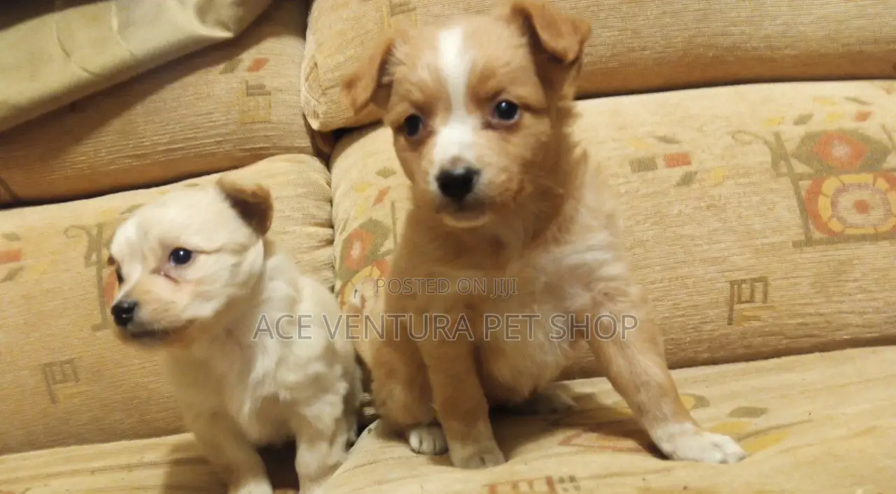 1-3 months Male Purebred Maltese