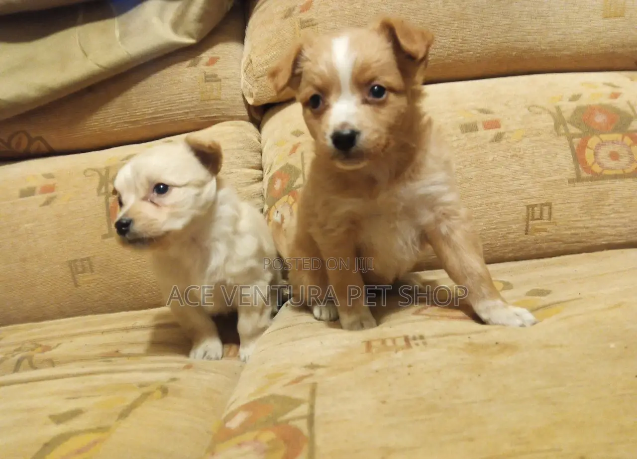 1-3 months Male Purebred Maltese