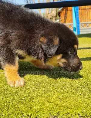 Photo - 1-3 months Male Purebred German Shepherd