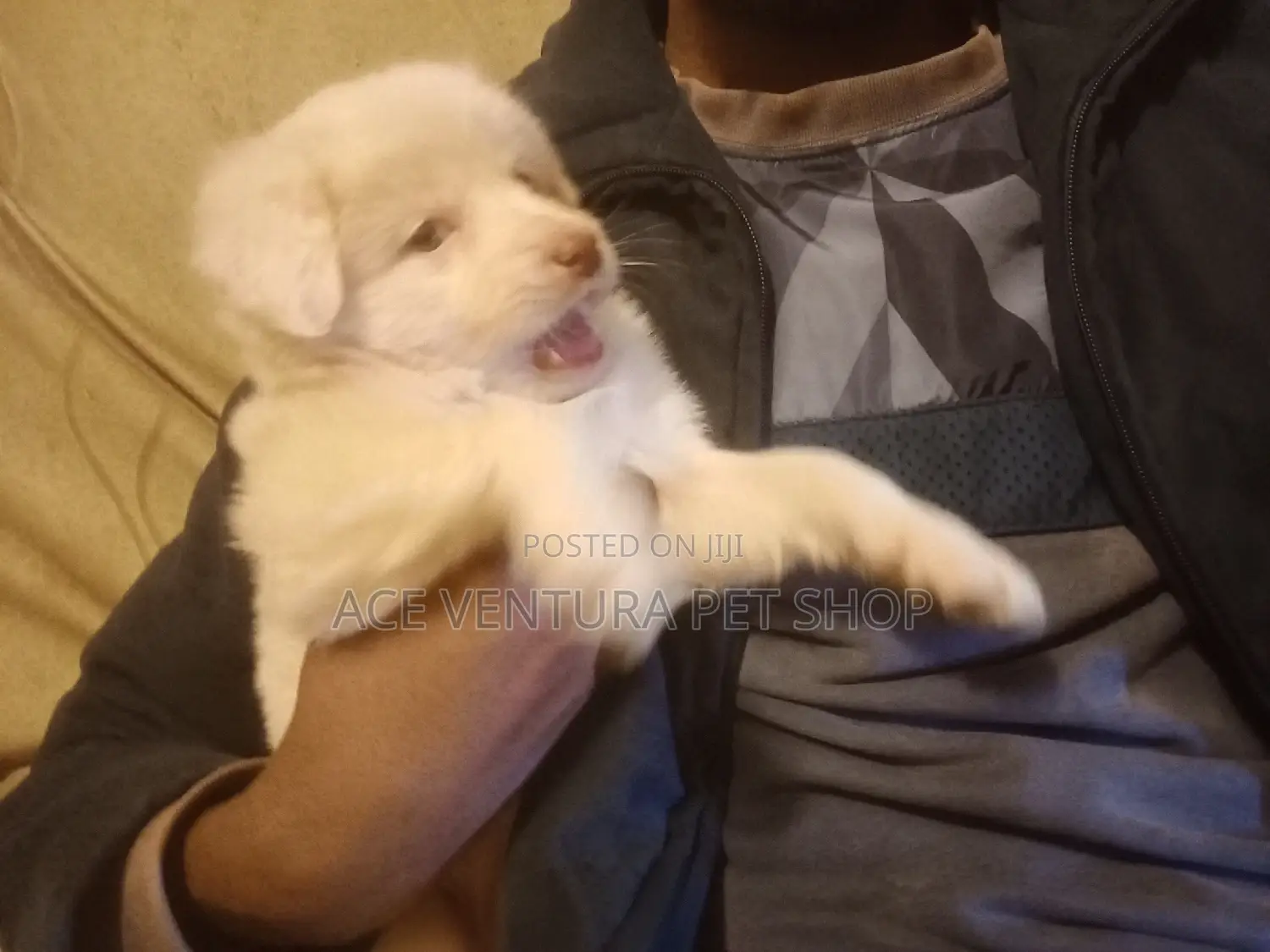 1-3 months Male Purebred Maltese