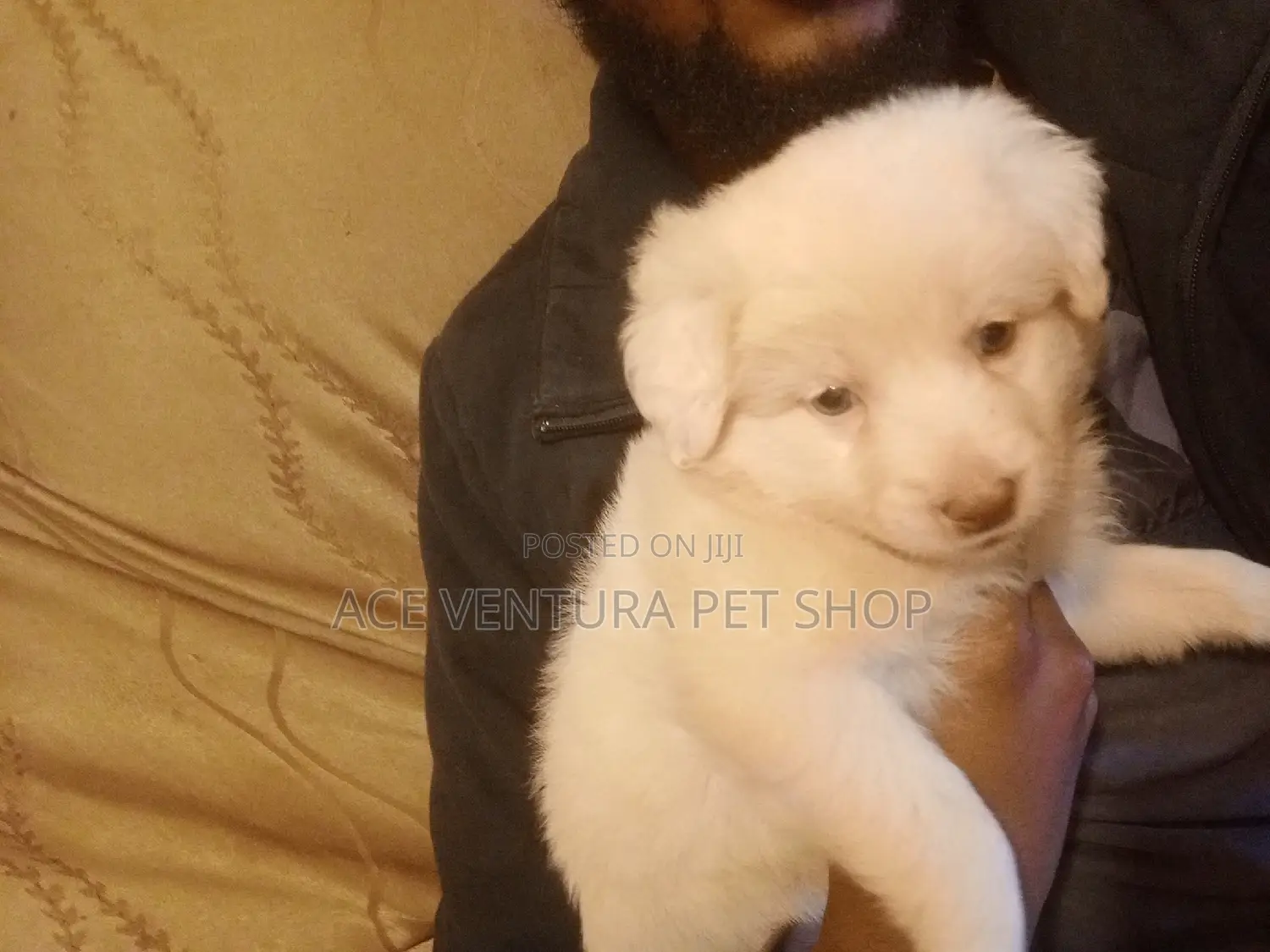 1-3 months Male Purebred Maltese