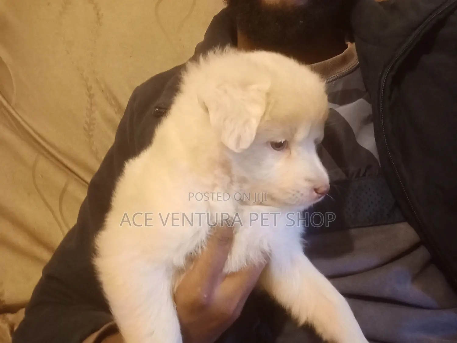 1-3 months Male Purebred Maltese