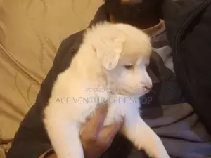 1-3 months Male Purebred Maltese