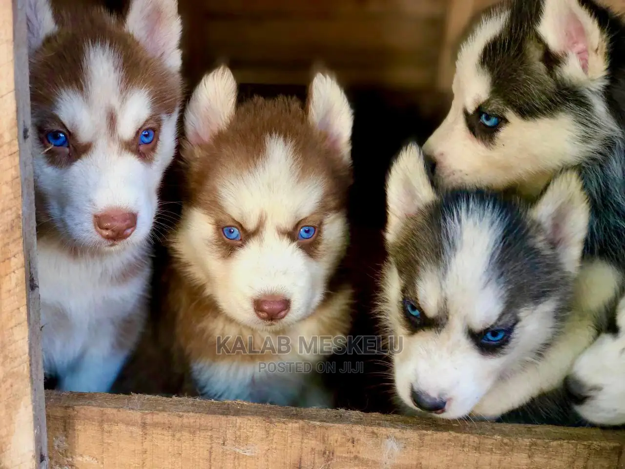 1-3 months Male Purebred Maltese