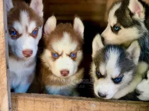 1-3 months Male Purebred Maltese