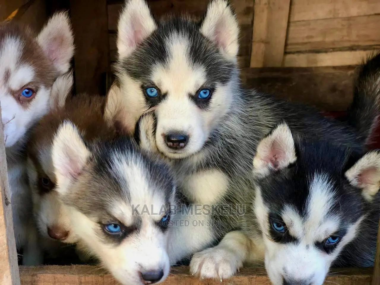 1-3 months Male Purebred Maltese