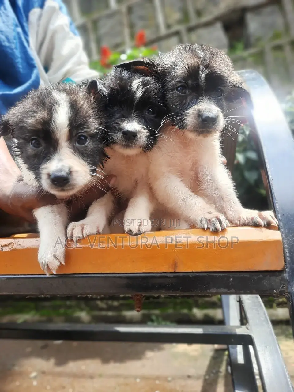 1-3 months Male Purebred Mongrel (No Breed)