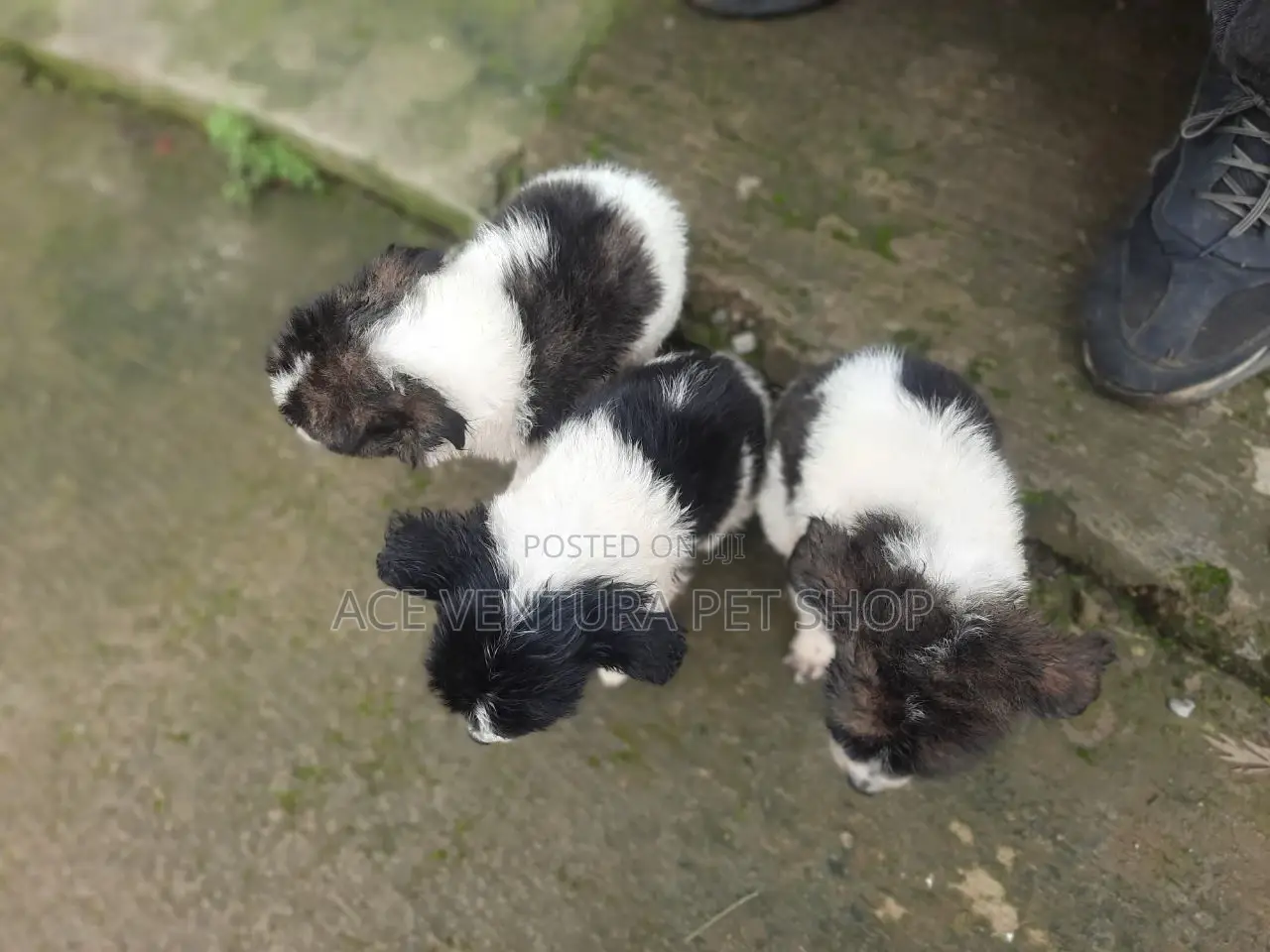 1-3 months Male Purebred Mongrel (No Breed)