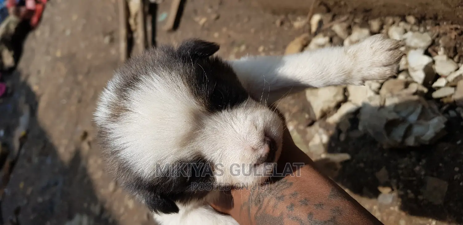 1-3 months Male Mixed Breed Maltese