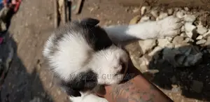 1-3 months Male Mixed Breed Maltese