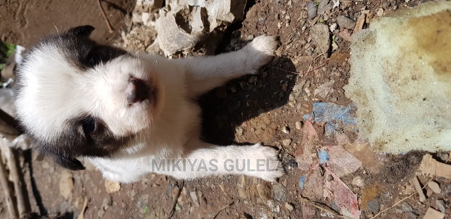 1-3 months Male Mixed Breed Maltese