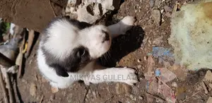 1-3 months Male Mixed Breed Maltese