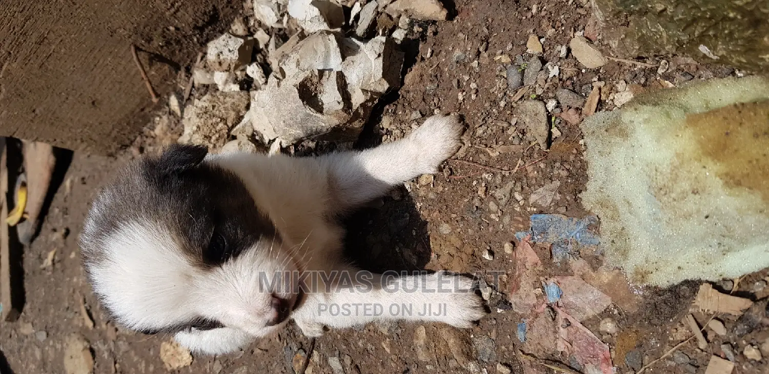 1-3 months Male Mixed Breed Maltese