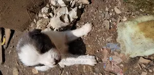 1-3 months Male Mixed Breed Maltese