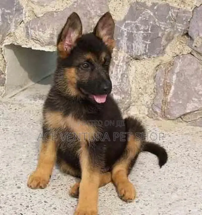1-3 months Male Purebred German Shepherd