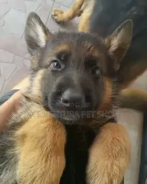 Photo - 1-3 months Male Purebred German Shepherd