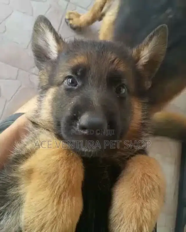 1-3 months Male Purebred German Shepherd