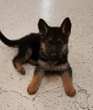 Photo - 1-3 months Male Purebred German Shepherd