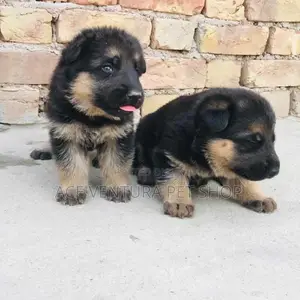 Photo - 1-3 months Male Purebred German Shepherd