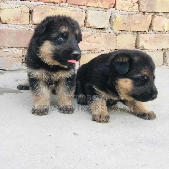 1-3 months Male Purebred German Shepherd