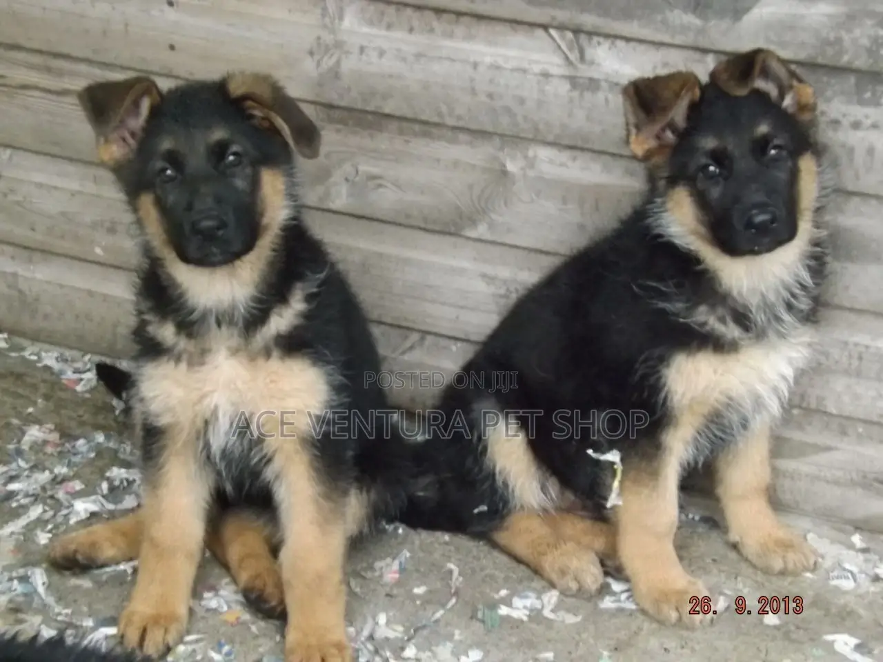 1-3 months Male Purebred German Shepherd