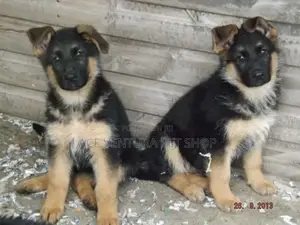Photo - 1-3 months Male Purebred German Shepherd