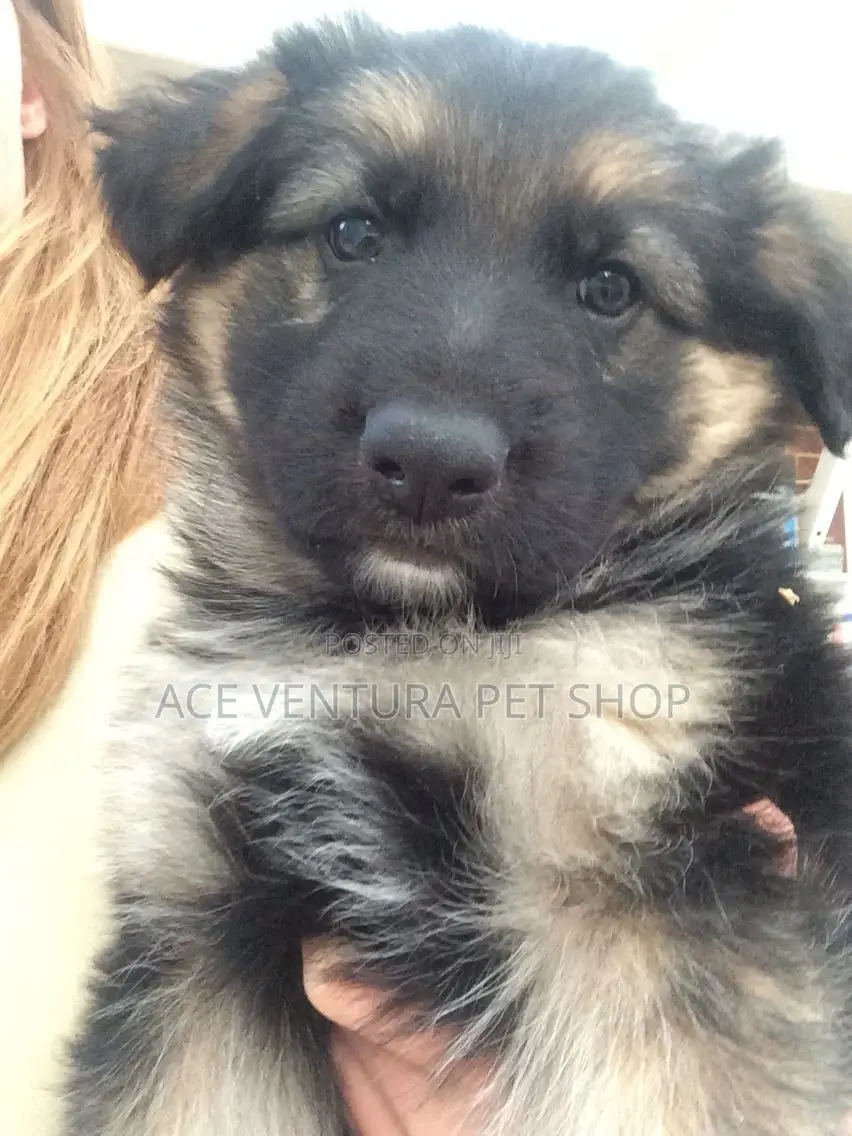1-3 months Female Purebred German Shepherd