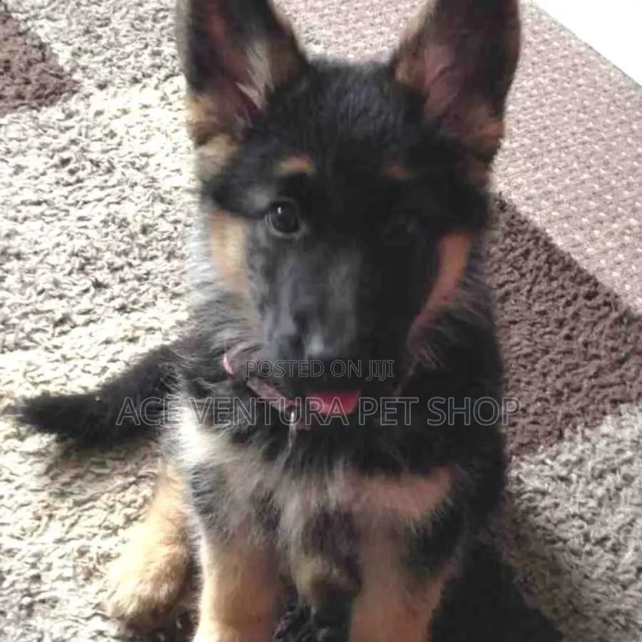 1-3 months Male Purebred German Shepherd