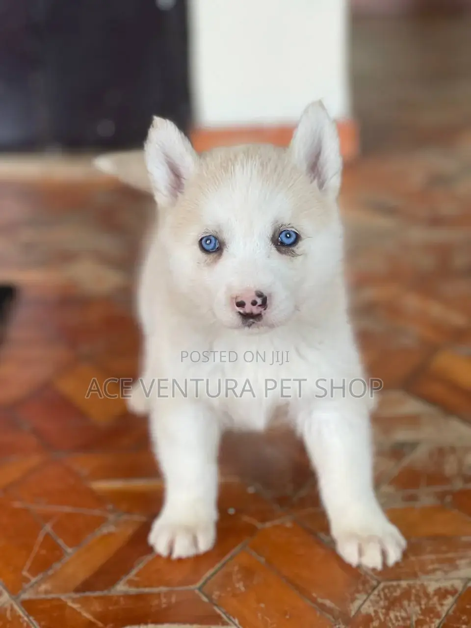 1-3 months Male Purebred Siberian Husky