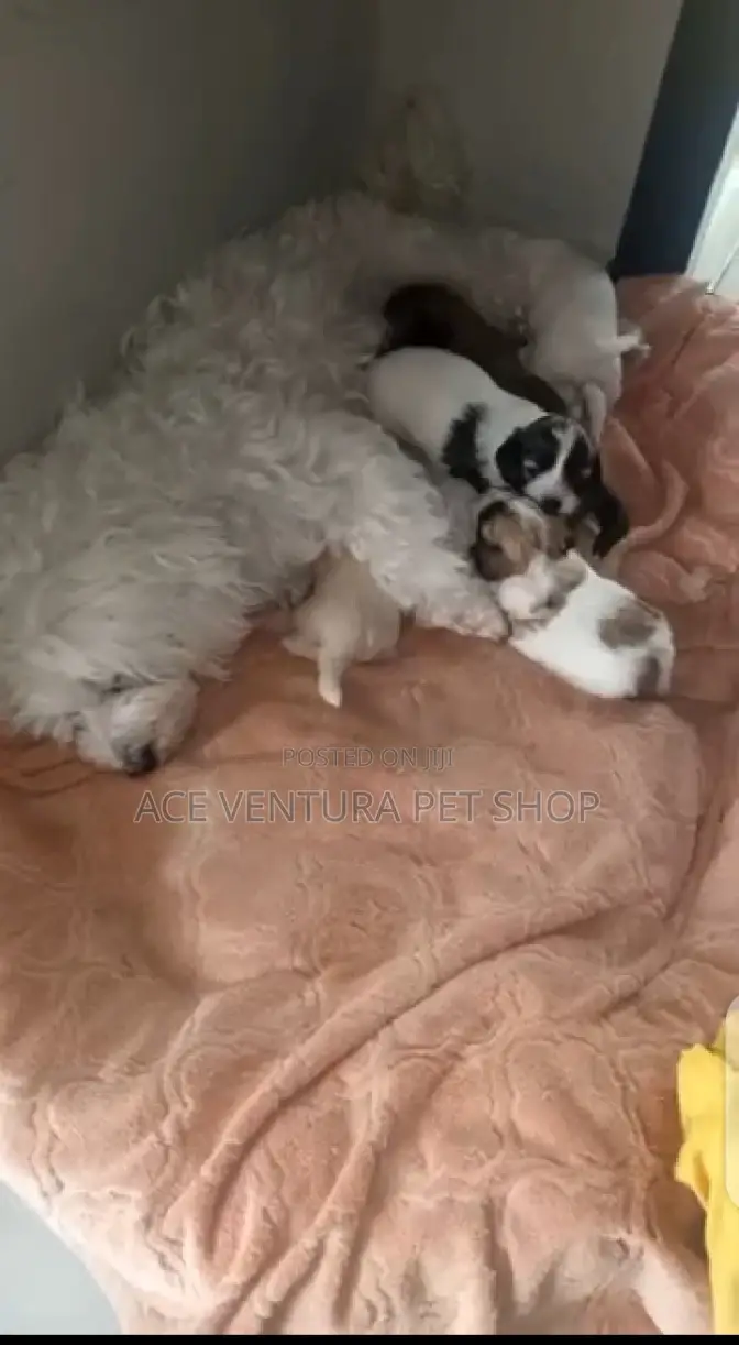 1-3 months Male Purebred Maltese