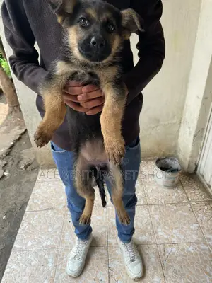 Photo - 1-3 months Female Purebred German Shepherd