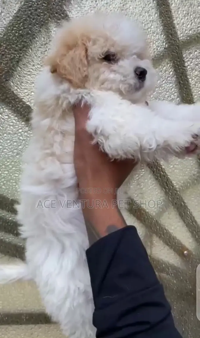 1-3 months Female Purebred Maltese
