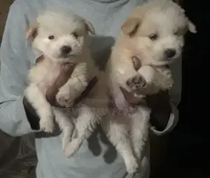 Photo - 1-3 months Male Purebred Maltese