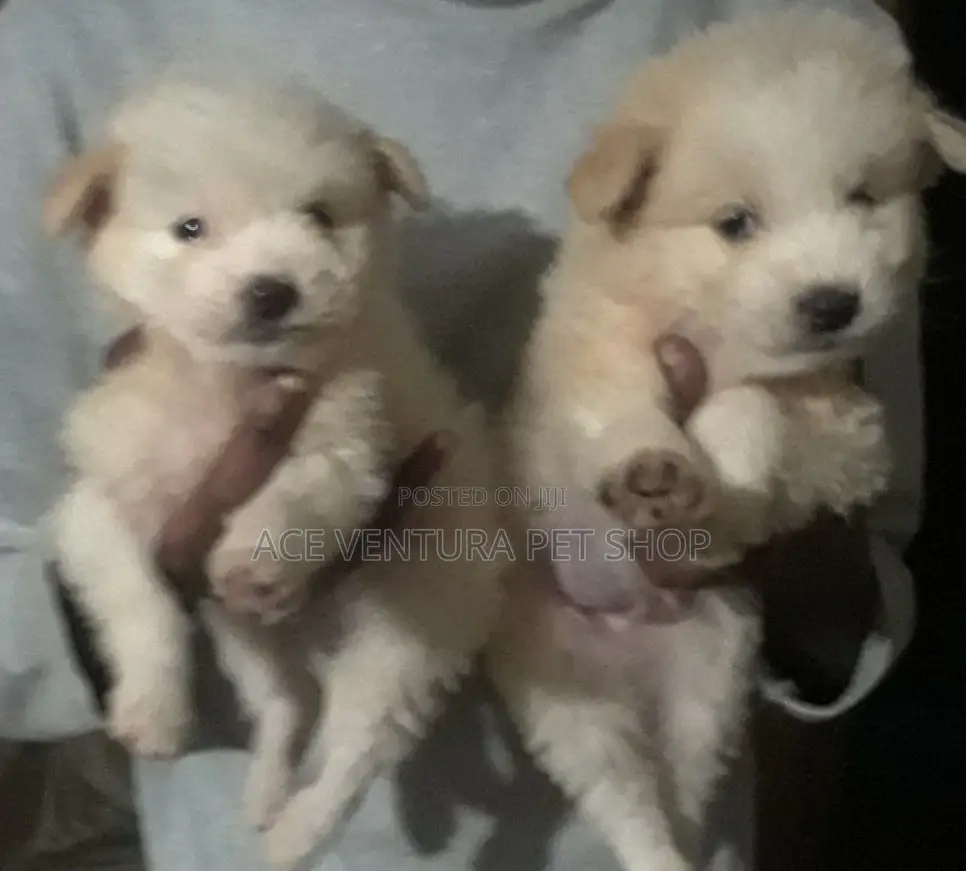 1-3 months Male Purebred Maltese