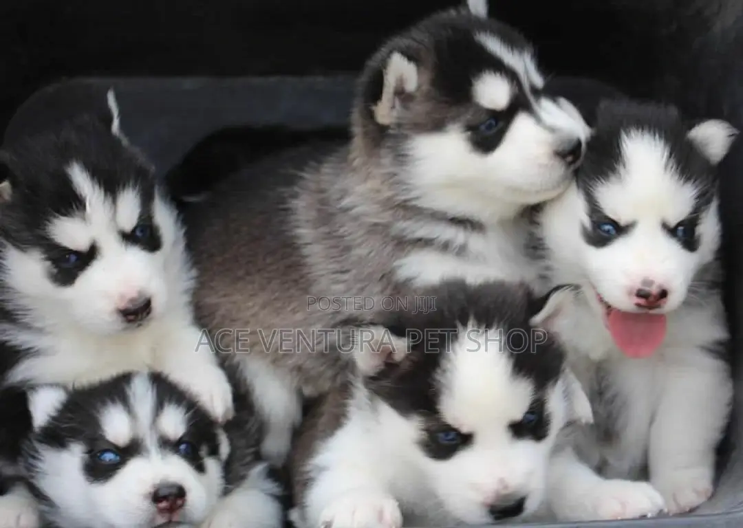 1-3 months Male Purebred Siberian Husky