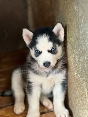 1-3 months Male Purebred Siberian Husky