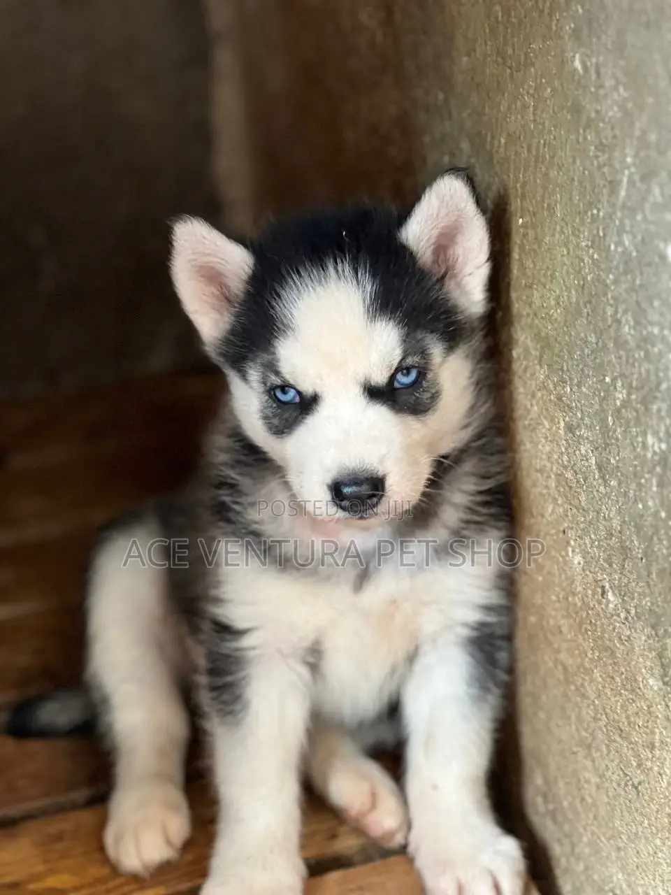 1-3 months Male Purebred Siberian Husky