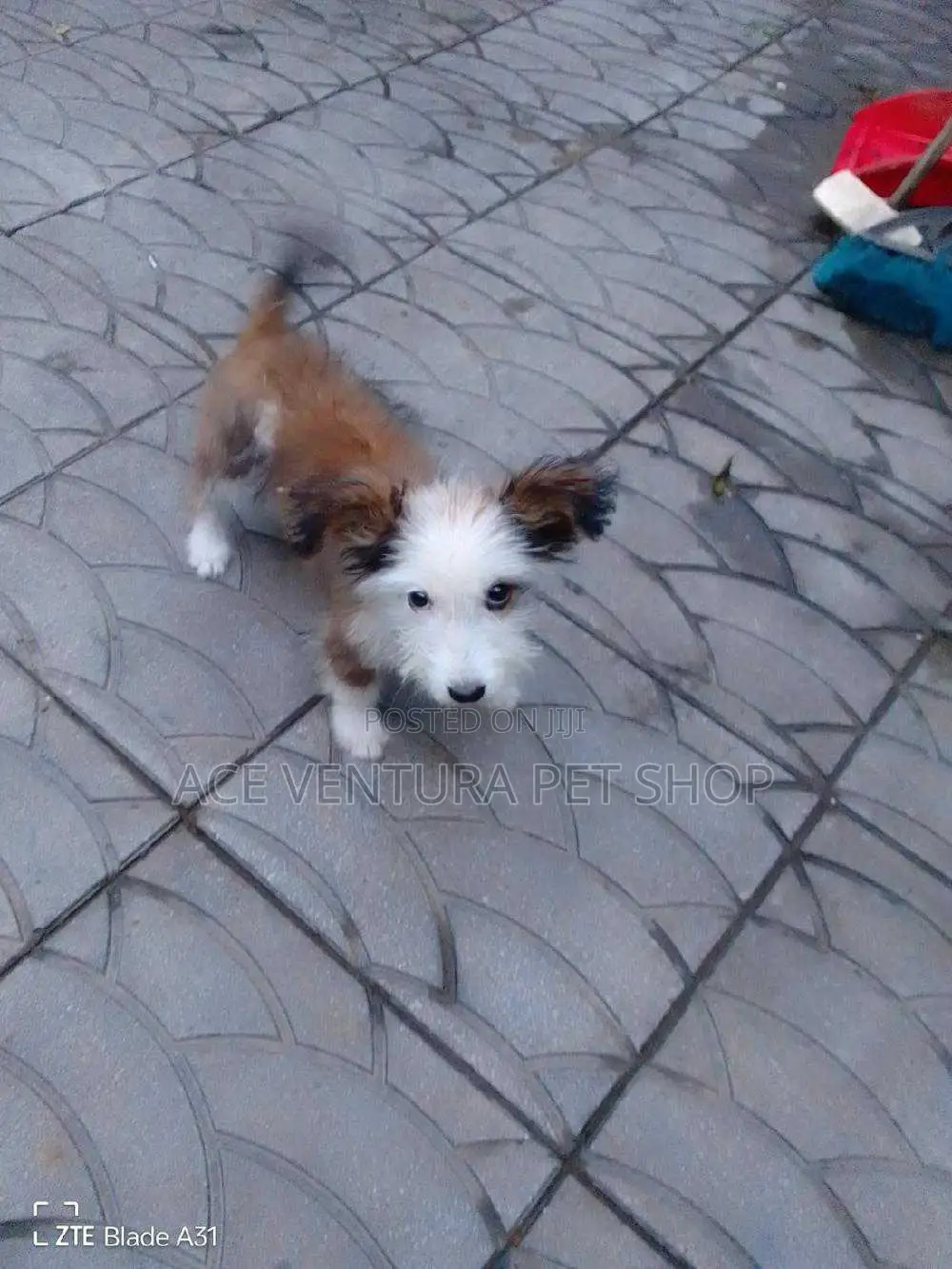 1-3 months Male Mixed Breed Maltese