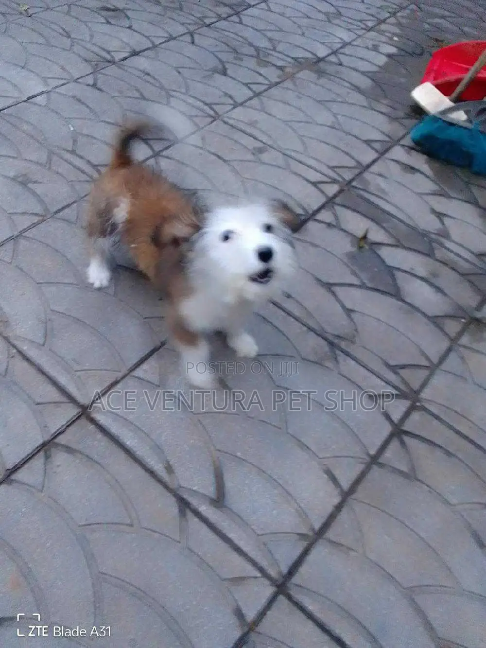 1-3 months Male Mixed Breed Maltese