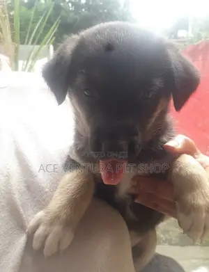 Photo - 1-3 months Female Purebred German Shepherd