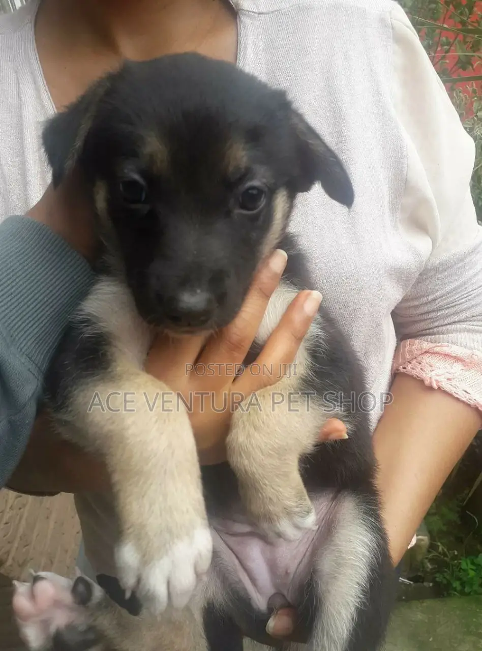 1-3 months Female Purebred German Shepherd