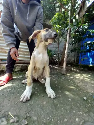 Photo - 1-3 months Male Purebred Great Dane