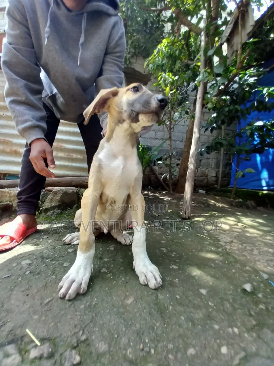 1-3 months Male Purebred Great Dane